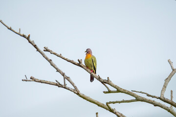 Pink-necked Green Pigeon (Treron vernans) is perched on a bare tree branch. Bird on dry dead tree. Wildlife. Bird watching