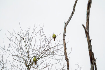 Pink-necked Green Pigeon (Treron vernans) perched on bare tree branch isolated white background. Birds on dead tree twig. Wildlife
