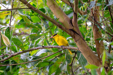 Black-naped Oriole (Oriolus chinensis) perched on a tree branch. Yellow plumage bird standing on twig in lush foliage. Wildlife. Bird watching