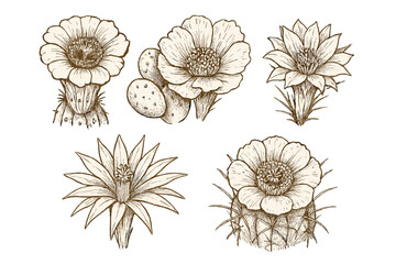 Detailed botanical collection of blooming desert cactus flowers and prickly pear plants in vintage engraving style