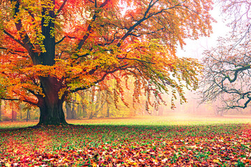 park in fall