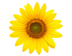 Fototapeta premium Bright Sunflower Bloom PNG