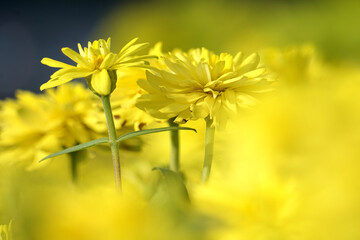 Chrysanthemum yellow flowers beautiful blurred background nature in pastel colors with a soft focus of yellow shades. fresh wallpaper concept, among green leaves and other blossom blur background.	