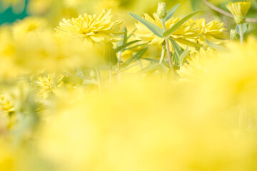 Chrysanthemum yellow flowers beautiful blurred background nature in pastel colors with a soft focus of yellow shades. fresh wallpaper concept, among green leaves and other blossom blur background.	