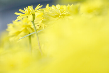 Chrysanthemum yellow flowers beautiful blurred background nature in pastel colors with a soft focus of yellow shades. fresh wallpaper concept, among green leaves and other blossom blur background.	