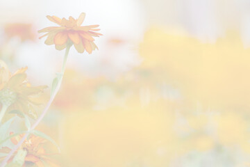 Chrysanthemum yellow flowers beautiful blurred background nature in pastel colors with a soft focus of yellow shades. fresh wallpaper concept, among green leaves and other blossom blur background.	