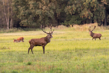 Rotwildbrunft im Darßer Wald