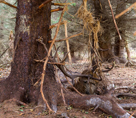 Rothirsch in t&ouml;dlicher Falle