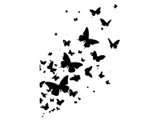 Naklejka premium a flock of butterflies flying in the airblack, butterfly, fly, sky, white 