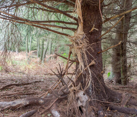 Rothirsch in t&ouml;dlicher Falle