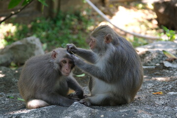 Fototapeta premium Filming the social interaction of wild Formosan Rock-monkeys grooming each other outdoors in Dakeng