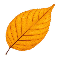 Autumn's radiant gold leaf, a symbol of seasonal change, perfect for nature designs or celebrating fall's vibrant beauty, evoking warmth and nostalgia