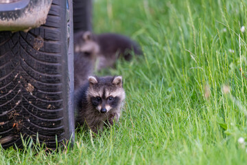 Junge Waschb&auml;ren auf Erkundungstour