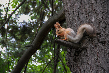 squirrel on a tree, a beautiful red squirrel is gnawing on a nut on a tree