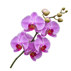 Obraz premium Capture the delicate beauty of a vibrant pink orchid, perfect for adding a touch of elegance to any design or project with a natural, floral aesthetic.
