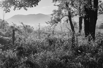 Black and white image of sunrise over distant foggy mountains through trees and an old-fashioned country fence, Cades Cove, Great Smoky Mountains, Tennessee