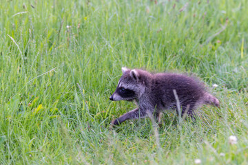 Junge Waschbären auf Erkundungstour