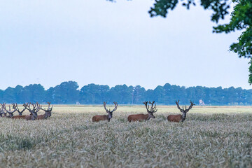 Kolbenhirsche wechseln in den Einstand