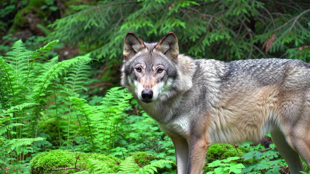 Wolf in the Forest: A Majestic Creature in Its Natural Habitat.