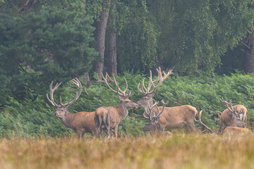 Rothirschrudel in der Kolbenzeit