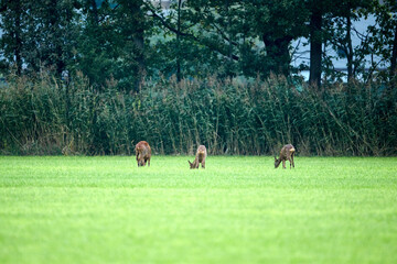 roe deer on a field early in the morning