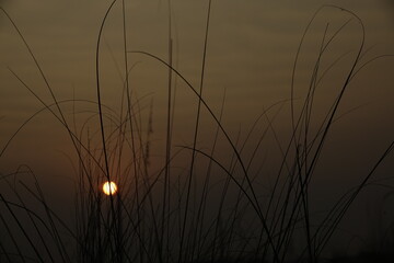 Fototapeta premium sunset in the field