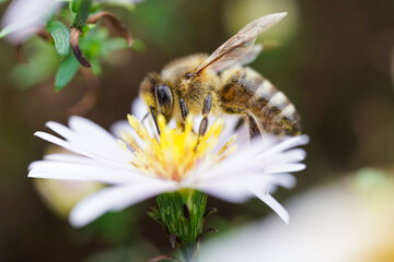 Bee on white flower macro view
