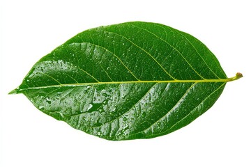 Obraz premium Close Up Of Green Leaf On White Background