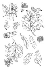 Vector illustration of tobacco plant with leaves, flowers, dried leaves, cigar and smoke elements. Hand-drawn botanical set, perfect for vintage design, packaging, labels, herbal posters, tobacco