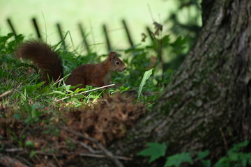 Eichh&ouml;rnchen