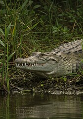 Fototapeta premium Crocodile Lying on Riverbank Amid Green Vegetation in Natural Habitat