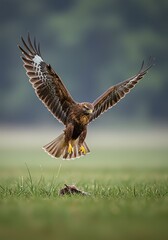 Fototapeta premium Majestic Brown Hawk Flying Over Grassland with Talons Extended in Action Scene