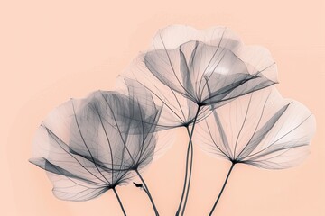 X-ray style abstract dandelion seeds on soft pastel peach background
