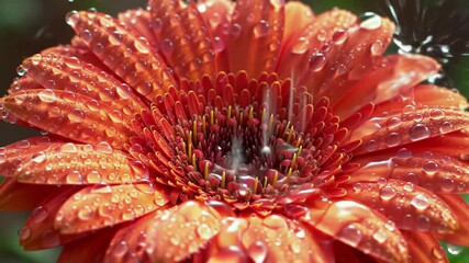Extreme close up slow motion shot of a vibrant red gerbera daisy flower getting watered with fresh clean droplets splashing on its delicate petals in a beautiful garden. - Powered by Adobe