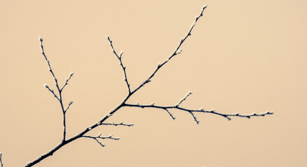 Bare branch with few buds against a soft beige background  