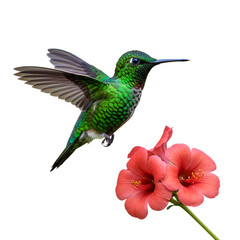 Fototapeta premium Vibrant green hummingbird gracefully hovers near delicate coral hibiscus blossoms, showcasing nature's exquisite beauty and delicate flight.