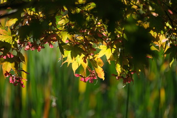 Ahorn im Herbst