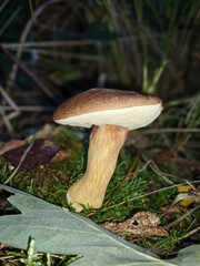 Ein einzelner, kräftiger Röhrenpilz mit glattem, dunkelbraunem Hut und hellem, dickem Stiel inmitten von dunklem Moos, feuchter Erde und Gräsern im Herbstwald. ​Der Pilz in der Bildmitte platziert 
