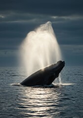Fototapeta premium Humpback Whale Breaching in Open Ocean with Water Spray and Dark Sky