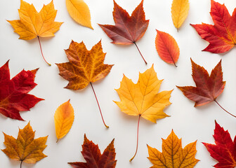Fototapeta premium Autumn Leaves on White Background A Seasonal Still Life