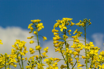 Blooming canola field and blu sky with stormy clouds