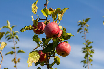Harvesting. Closeup of ripe sweet apples on tree branches in green foliage of summer orchard