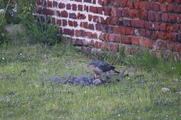 Scène de chasse dans la nature d'un Épervier d'Europe (Accipiter nisus). Petit rapace très agile, particulièrement adapté à la chasse dans les milieux boisés.