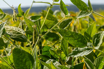 Soybean pods, close up. Agricultural soy plantation on the sunny field bokeh background. Soy bean plant in sunny field