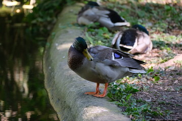 Ente