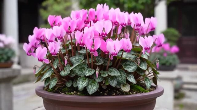 Pink cyclamen plant in pot