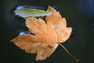 Blatt im Wasser