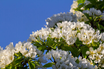 Branch of blooming pear tree . White flowers on a pear tree. Spring background