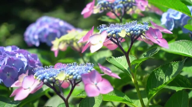 Stunning lacecap hydrangea flowers with delicate pink and blue petals bloom in a sundrenched garden creating a beautiful natural background with a soft bokeh effect.