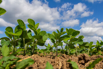Lush green soybean plants growing under a bright blue sky with fluffy clouds on a sunny day in a rural farming area